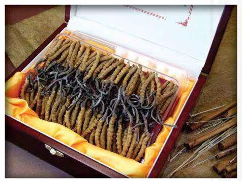 依兰冬虫夏草回收